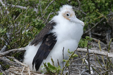 vogel, Galapagos, eiland, Ecuador, Fregate, één dier, dierlijke thema 's