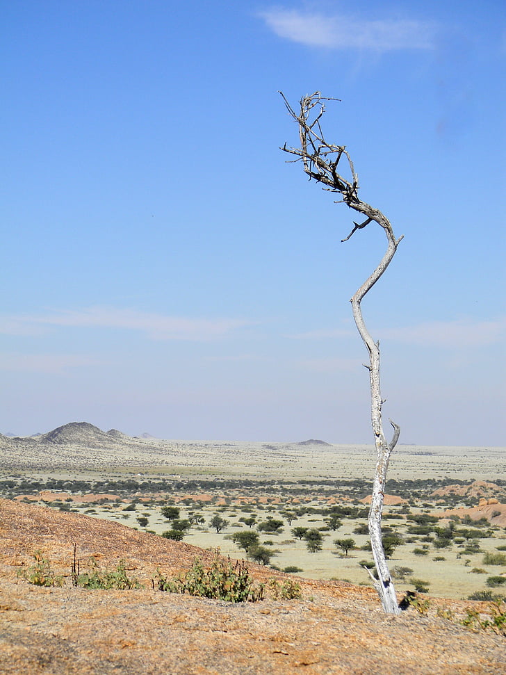 tree, africa, namibia, desert, nature, landscape, holiday