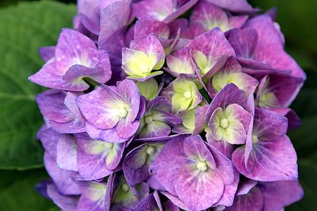 flor, Hortensia, flor, floración, púrpura, jardín, verano