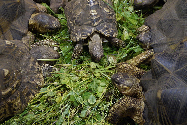 land turtles, turtles, eat, feeding, reptile, zoo, animals