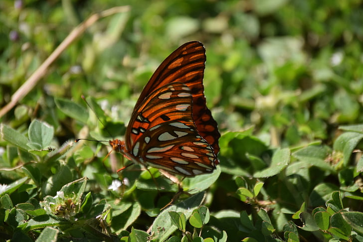 butterfly, nature, summer, insect