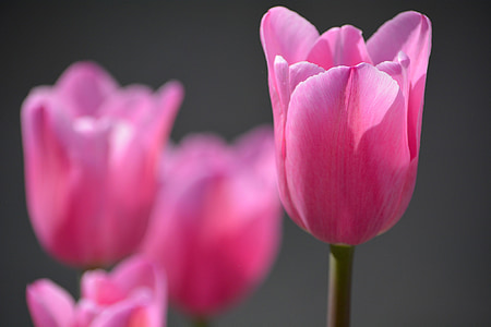 tulipanes, flor, floración, rosa, flor, schnittblume, flor de primavera