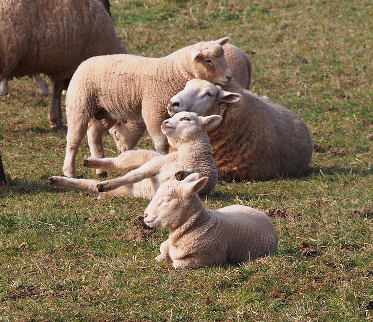 lambad, lambaliha, schäfchen, noor, pere, lihavõtted, kevadel