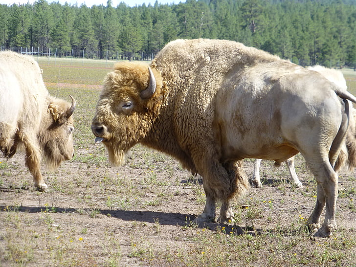 buffalo, albino, white, tongue, animal, mammal, nature