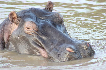 hippo, animals, wild, wildlife, nature, africa, hippopotamus