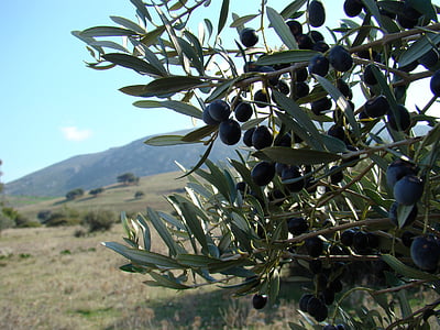 oliva, paesaggio, Grecia, albero, campo, collina