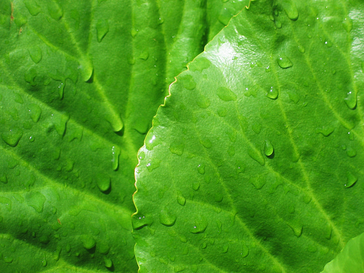 Bergenia, listy, zelená, kapky deště, mokrý, pozadí, tapety
