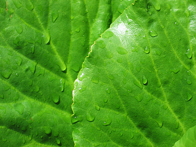 bergenia, leaves, green, rain drops, wet, background, wallpaper