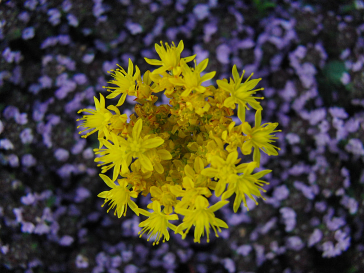 λουλούδι, Κίτρινο, φύση, άνοιξη, floral, φυτό, το καλοκαίρι