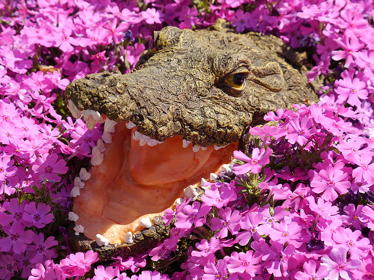 crocodile, flowers, colorful, garden, pink, color, spring