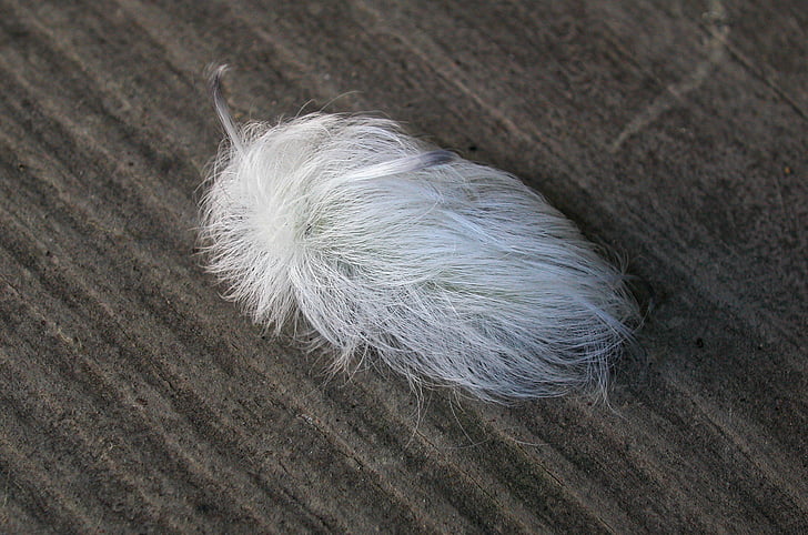 white flannel moth caterpillar, caterpillar, moth, insect, animal, nature, deck