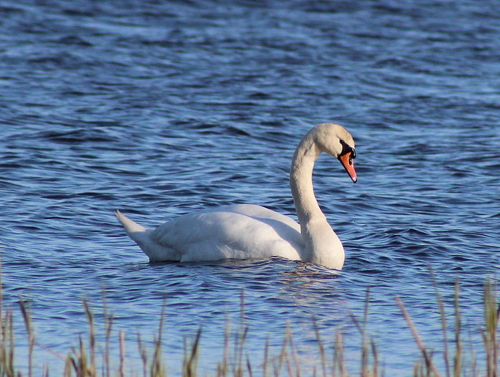swan, mute, swimming, bird, white, cygnus, elegance
