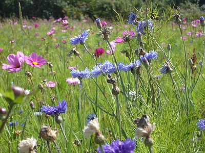 hoa mùa hè, Wild flower, Thiên nhiên, Meadow, màu sắc, Hoa, đồng cỏ Hoa