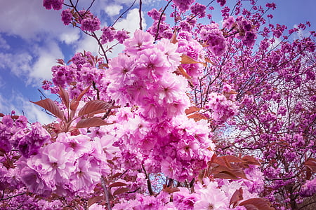 japanilaisten kirsikkapuiden, kukat, vaaleanpunainen, puu, kukka puu, kevään, Japanin kukinnan kirsikkapuu