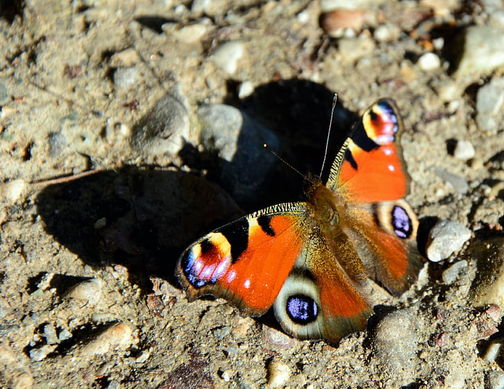 Peacock butterfly, tauriņš, ēna, kukainis, aizveriet, Pāvs, daba