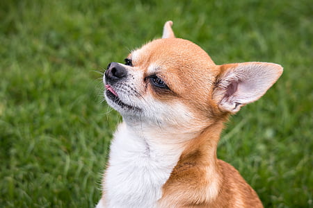 Chihuahua, cane, chiwawa, lingua, vista, sguardo, orologio