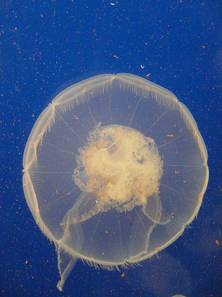 jellyfish, sea, sea animal, water, animal, creature, childfrendly