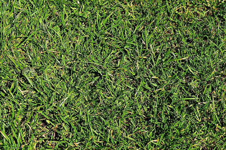 grass, lawn, green, garden, closeup, flora, the background