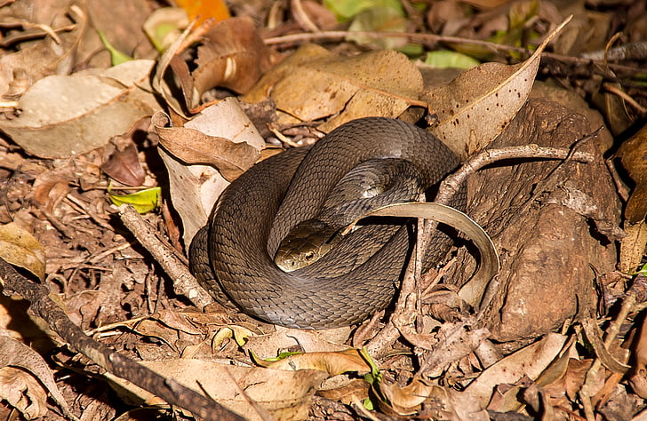 drsné zmenšený had, Austrália, Queensland, had, koža, jedovatý, sivá