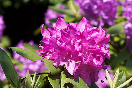 Rhododendron, Traub märkmed, doldentraub, õisikud, perekond, Kanarbikulised pere, Kanarbikulised