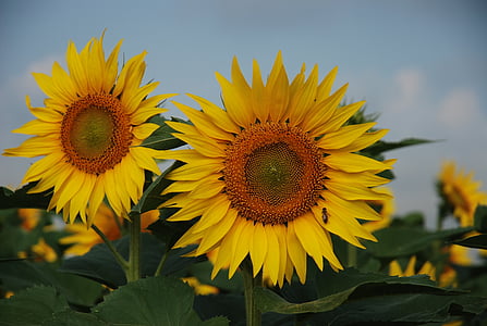 zonnebloem, zonnebloemen, bloem, detail, geel, natuur, landbouw