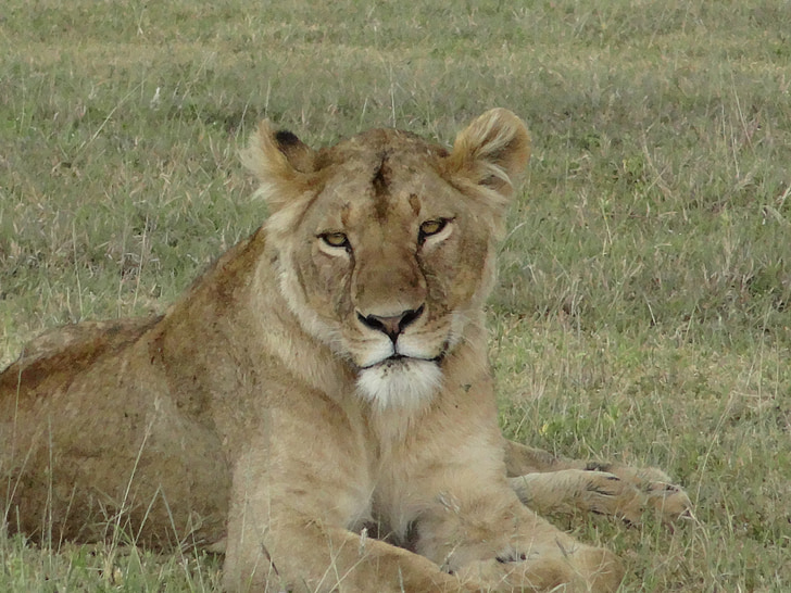 Lioness, Titta, naturen