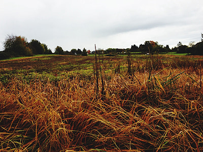 herfst, veld, stro, landschap, grijze lucht, wolken, akkerbouwgewassen