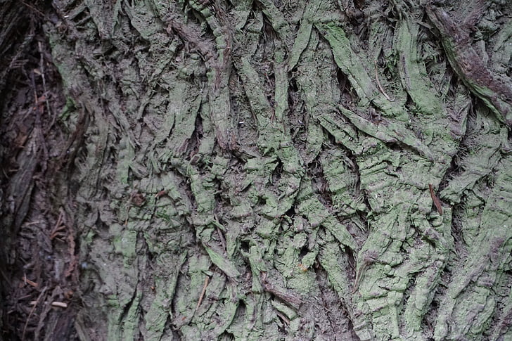 écorce d’arbre, texture, Cathedral grove, Victoria bc, nature