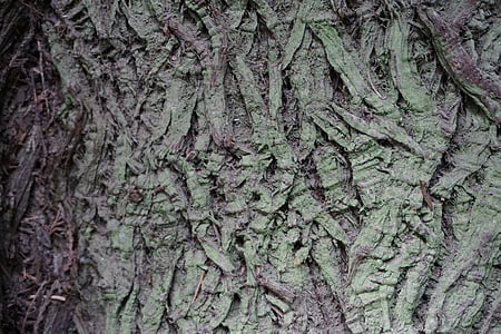 кора на дърво, текстура, Катедралата Гроув, Виктория ПР.н.е., природата