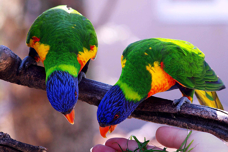 papegøyer, fuglen, uatskillelige, Villars dombes, farge