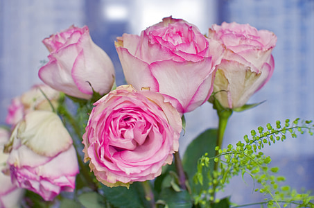 mawar, karangan bunga, bunga, hadiah, sukacita, Perayaan, interior