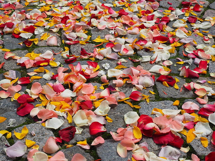 petali di rosa, petali di, matrimonio, rosso, amore, Rose di dispersione, a dispersione