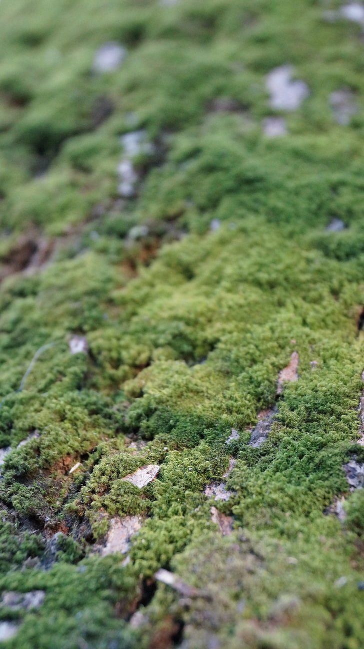 moss, green, macro, pattern, tree, texture, surface