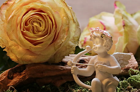 Rožė, floribunda, žiedų, žydėti, rožės žydi, Romantiškas, suklestėjo