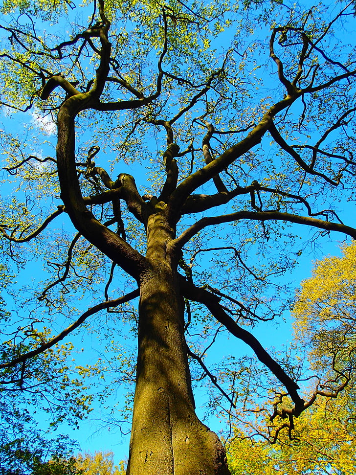 arbre, branches, nature