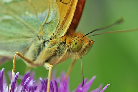 butterfly, fritillary, macro, insect, thistle flower