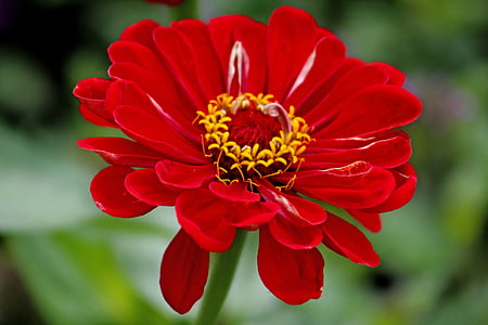Blume, rot, Anlage, Natur, Blüte, Bloom, Flora