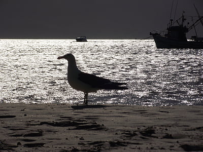Seagull, pájaro, mar, Playa