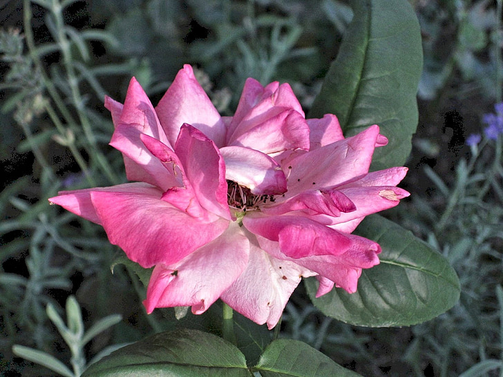 Pink rose, nyári kert, Kanada, természet, levél, növény