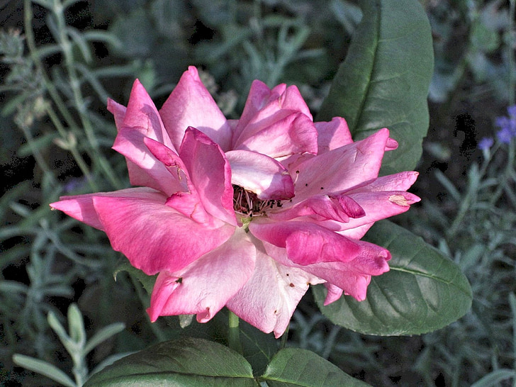 pink rose, summer garden, canada, nature, leaf, plant