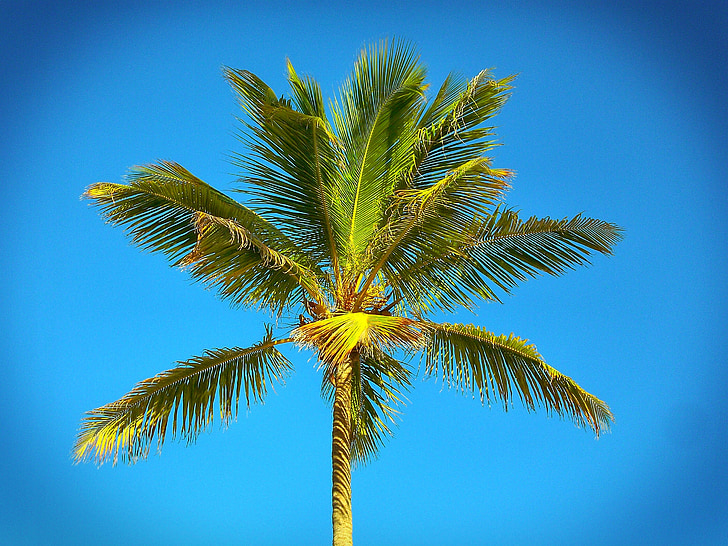 Palm, Caraibien, Beach, havet, sommer, Sky, sandstrand