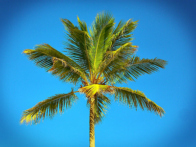 Palm, Karibai, paplūdimys, jūra, vasaros, dangus, smėlio paplūdimys