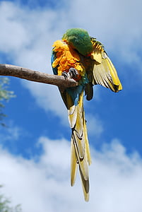 papagáj, vták, Príroda, zviera, pierko, Tropical, voľne žijúcich živočíchov