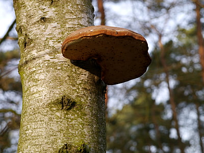 urechi de lemn, copac, ciuperci, ciuperci pe copac