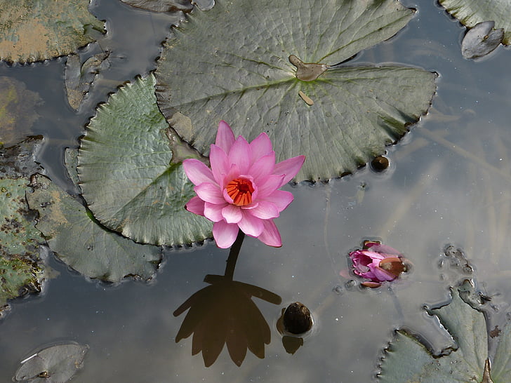 water lily, waterplant, Blossom, Bloom, Nuphar lutea, roze waterlelie, meer rosengewächs