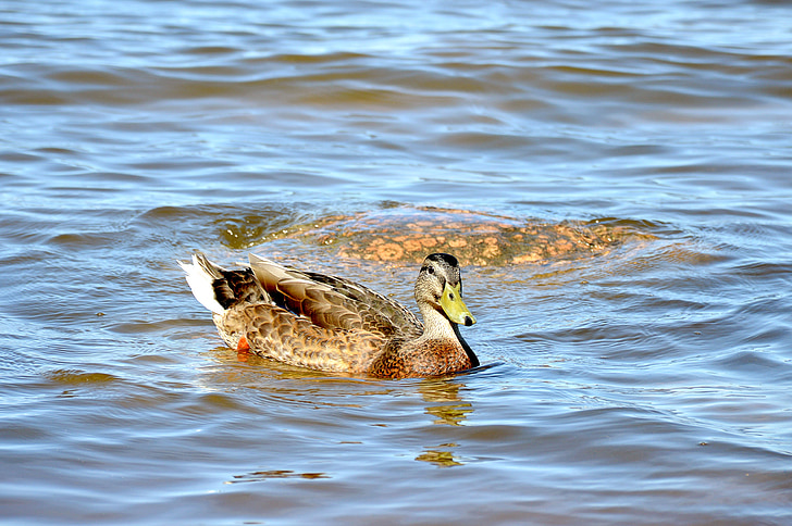 duck, summer, water, pond