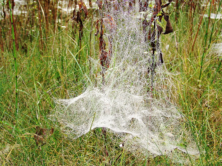 jesień, sieci Web, Natura