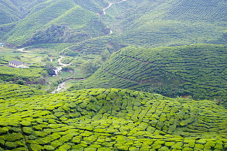tea, cameron highland, malaysia, nature, travel