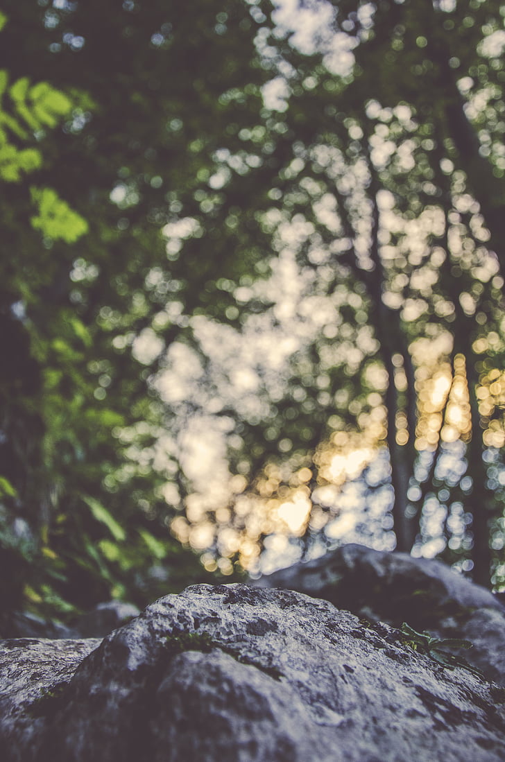 gray, rock, selective, focus, photography, forest, nature