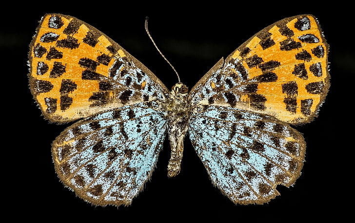 motýľ, farebné, voľne žijúcich živočíchov, Príroda, samica, argyrogrammana nurtia, Peru